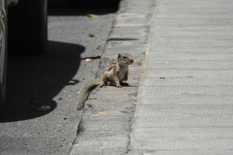 Ejemplar de ardilla moruna (Atlantoxerus getulus) / Foto: Cabildo de Lanzarote